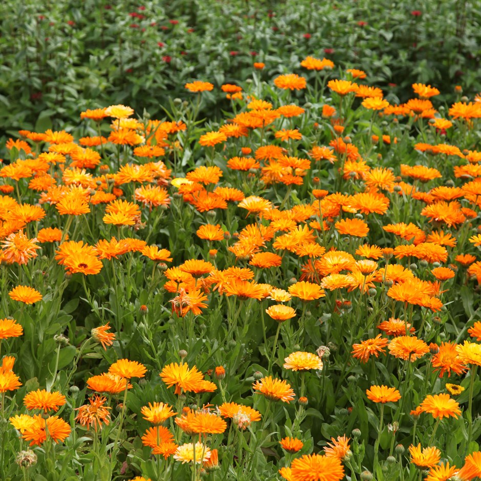 Calendula officinalis (Pot Marigold)